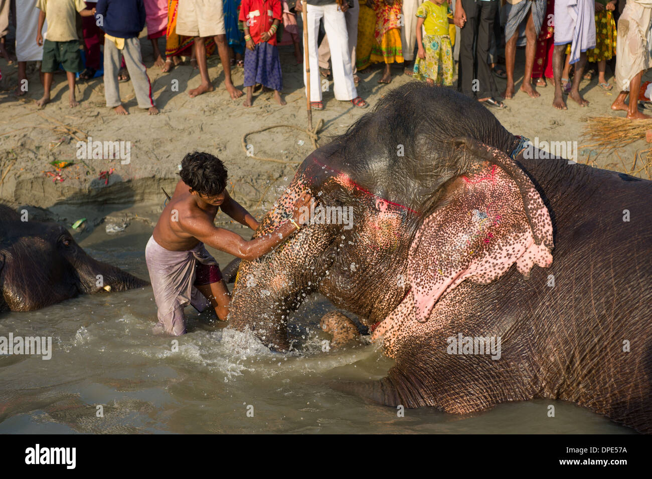 Mahout Baden einen Elefanten im Fluss Gandak, Sonepur Mela, Sonepur, Bihar, Indien Stockfoto