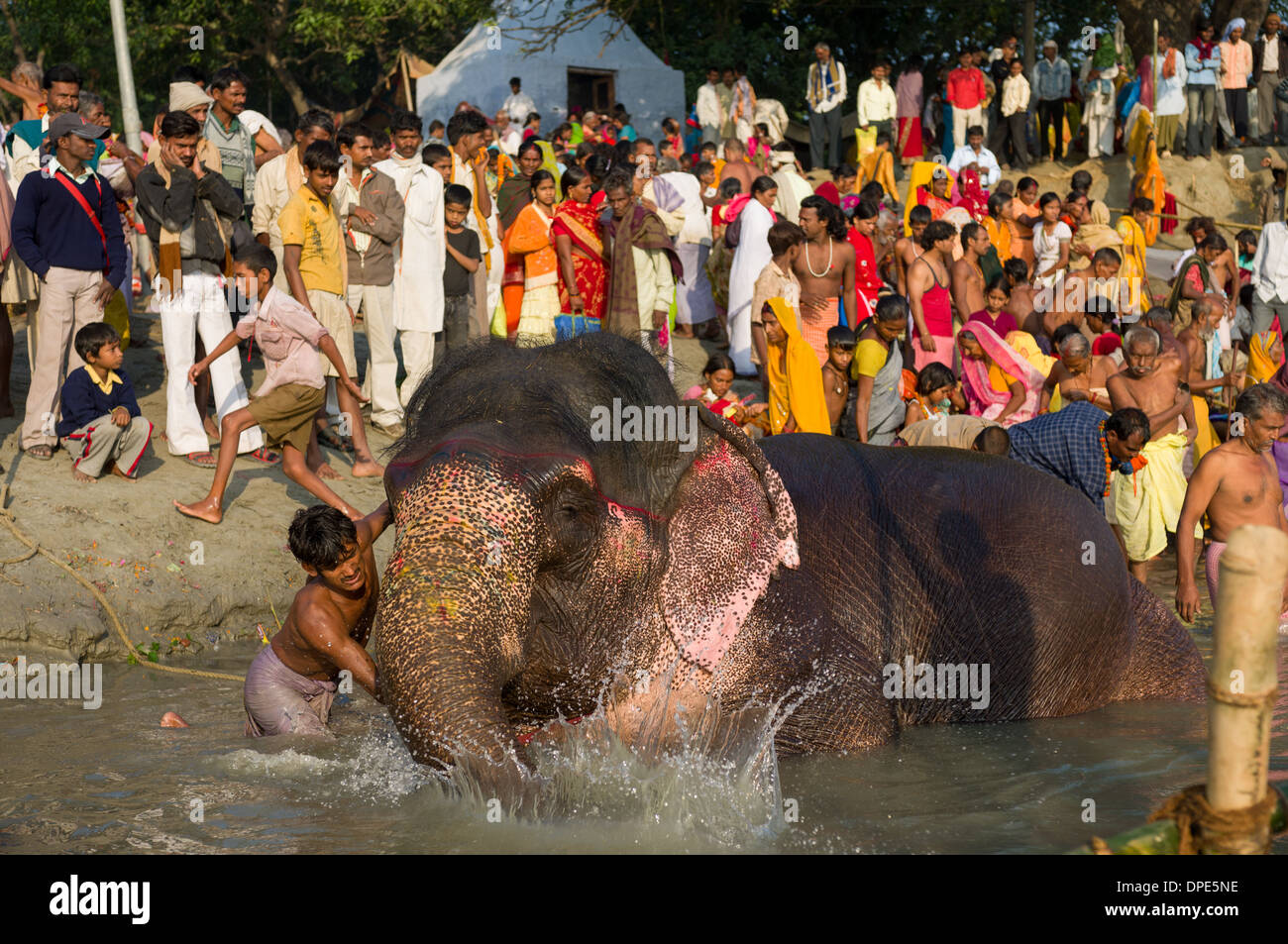 Mahout Baden ein Elefant in den Fluß Gandak, mit den Pilgern, die gerade von der Bank Sonepur Mela, Sonepur, Bihar, Indien Stockfoto