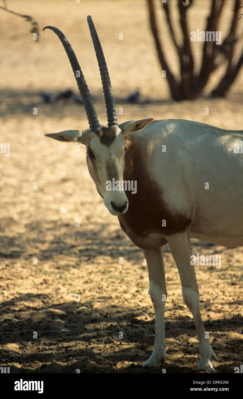 Bahrain, eine arabische Orynx gesehen bei der Al Areen Wildlife Sanctuary. Stockfoto