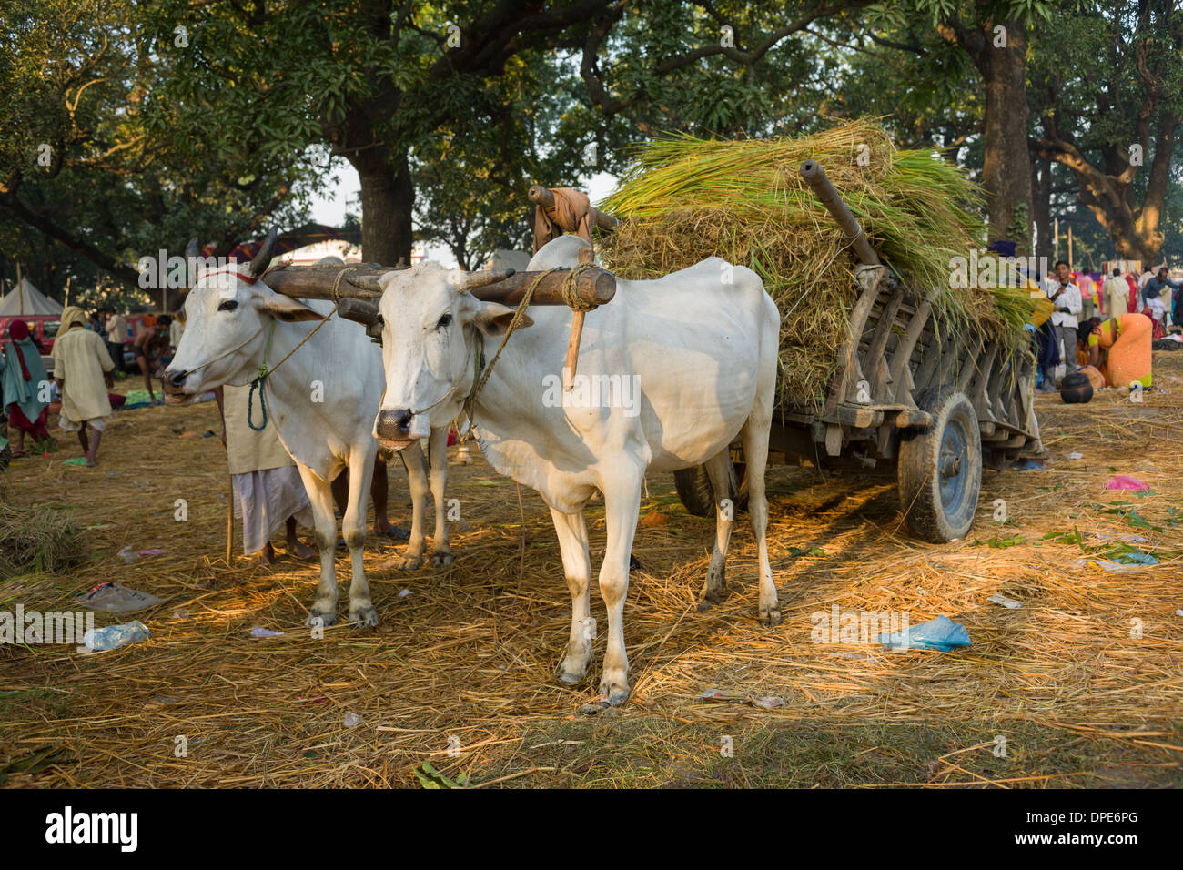 Ochsenkarren geladen mit Futter in den Sonepur Mela, Sonepur, Bihar, Indien Stockfoto