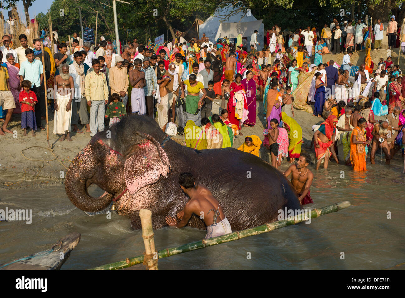 Mahouts Baden ein Elefant in den Fluß Gandak, mit den Pilgern, die gerade von der Bank Sonepur Mela, Sonepur, Bihar, Indien Stockfoto