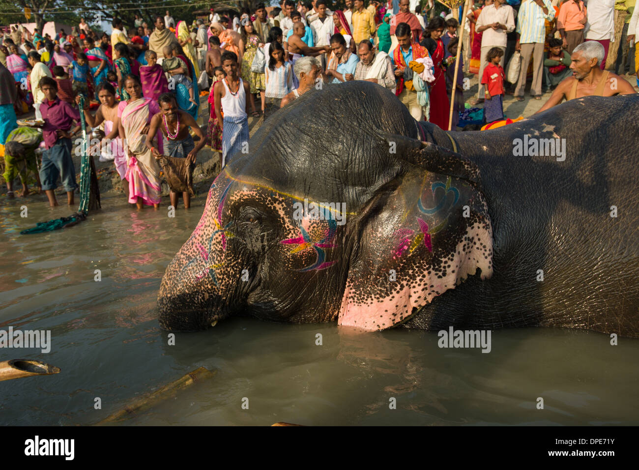 Bemalte Elefanten wird gebadet in den Fluß Gandak, mit den Pilgern, die gerade von der Bank Sonepur Mela, Sonepur, Bihar, Indien Stockfoto