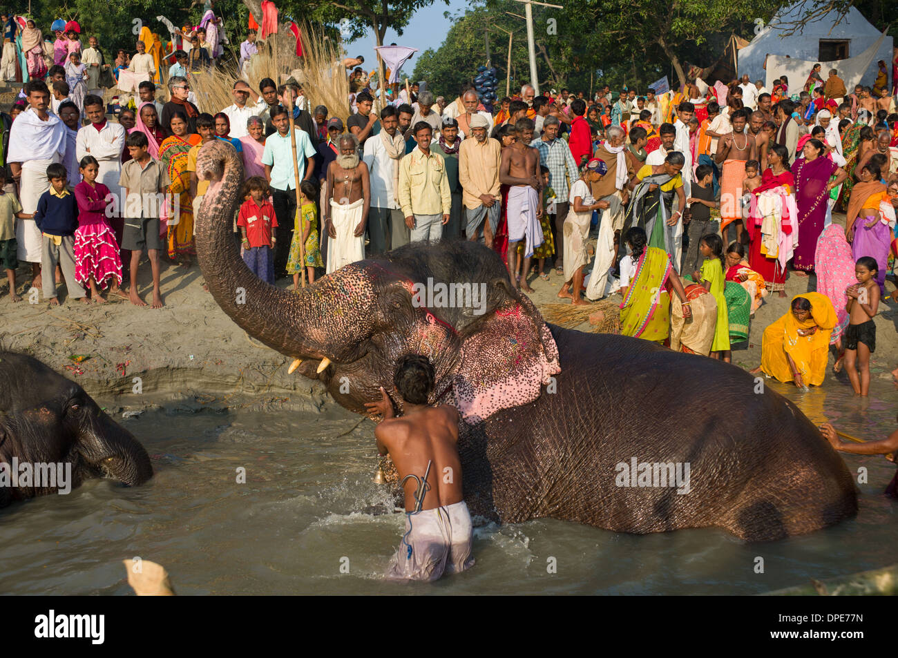 Mahout Baden ein Elefant in den Fluß Gandak, mit den Pilgern, die gerade von der Bank Sonepur Mela, Sonepur, Bihar, Indien Stockfoto