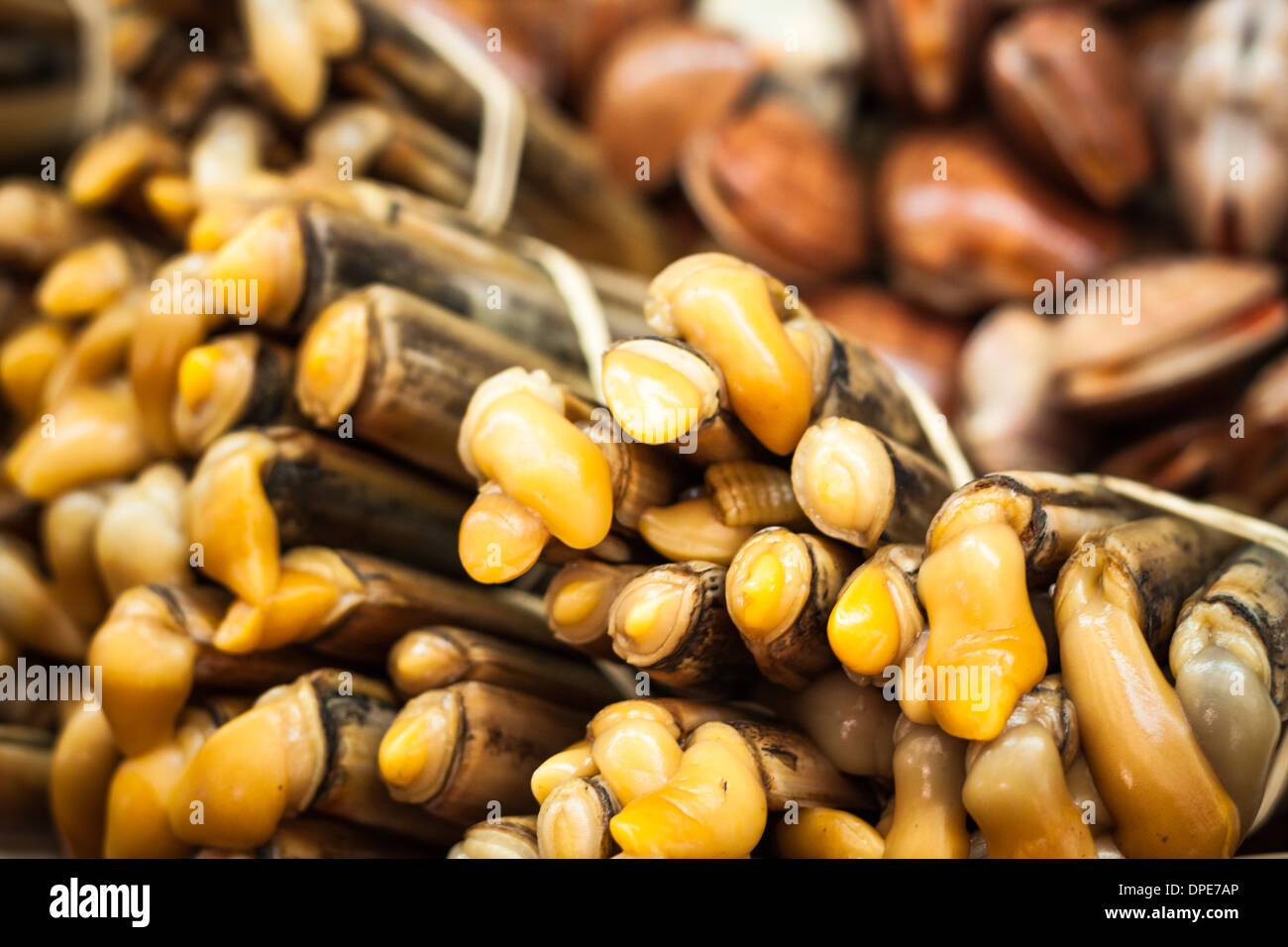 Nahaufnahme des Bambus Muscheln Meeresfrüchte. Stockfoto