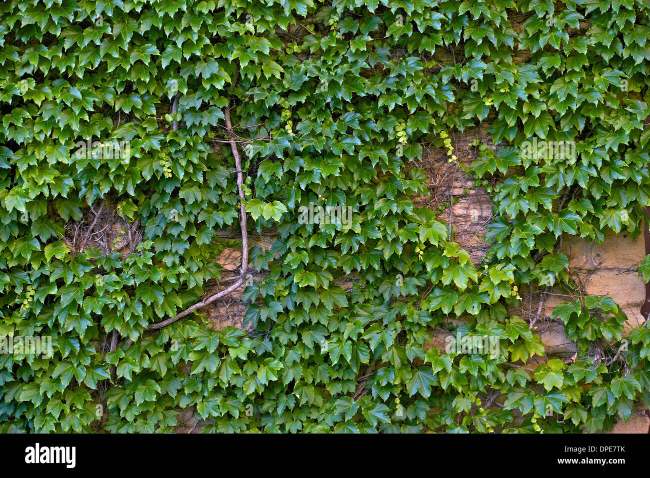 Efeu-Wand. Efeu ist eine immergrne mehrjhrige Klettern oder Trailing  Woody Plant. Natur-Foto-Sammlung Stockfotografie - Alamy