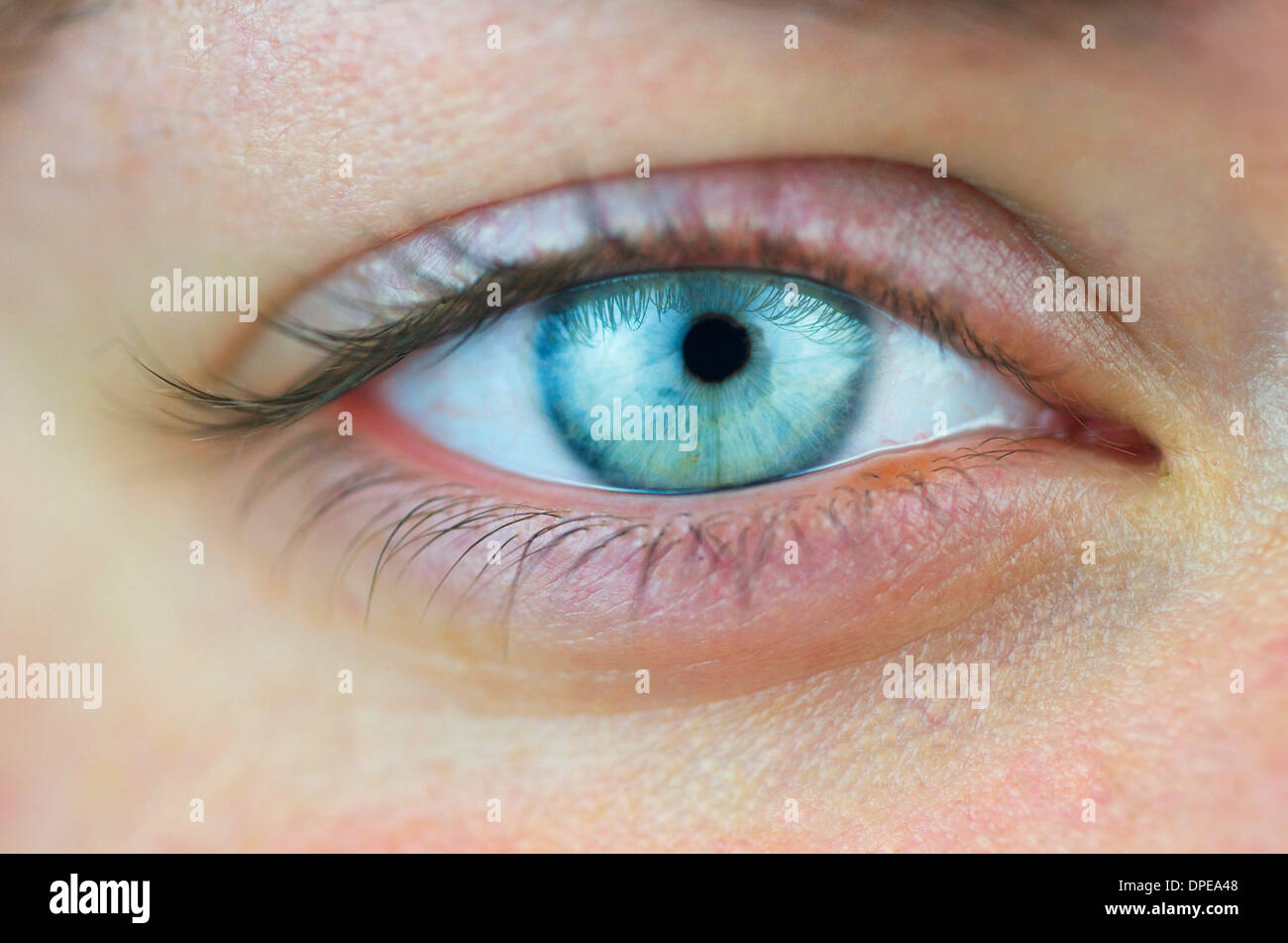 Nahaufnahme von ein Weibchen rechtes Auge mit kein Make up. Stockfoto