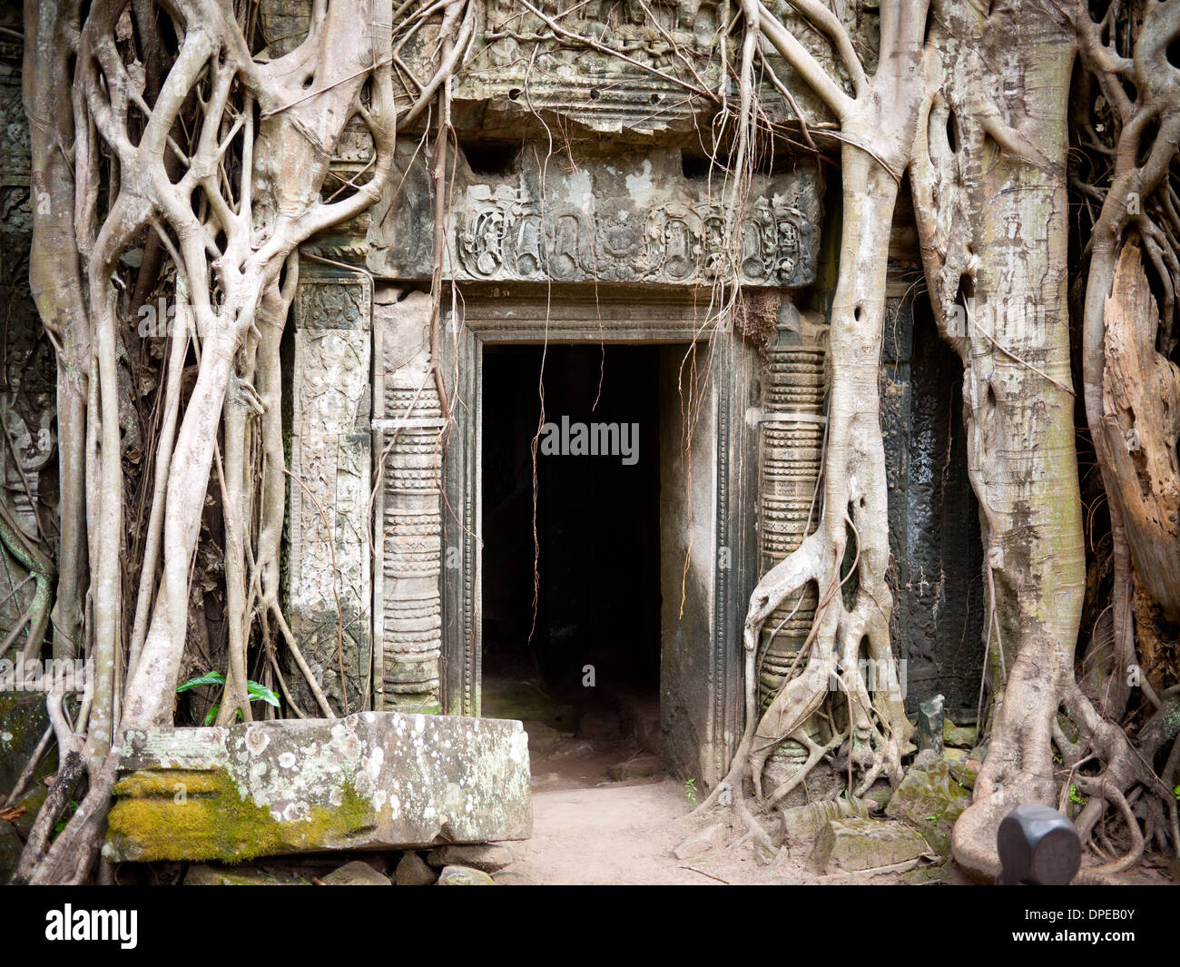 Würgefeige Bäume wachsen aus den Ruinen des Tempels von Ta Prohm in Angkor, Provinz Siem Reap, Kambodscha. Stockfoto