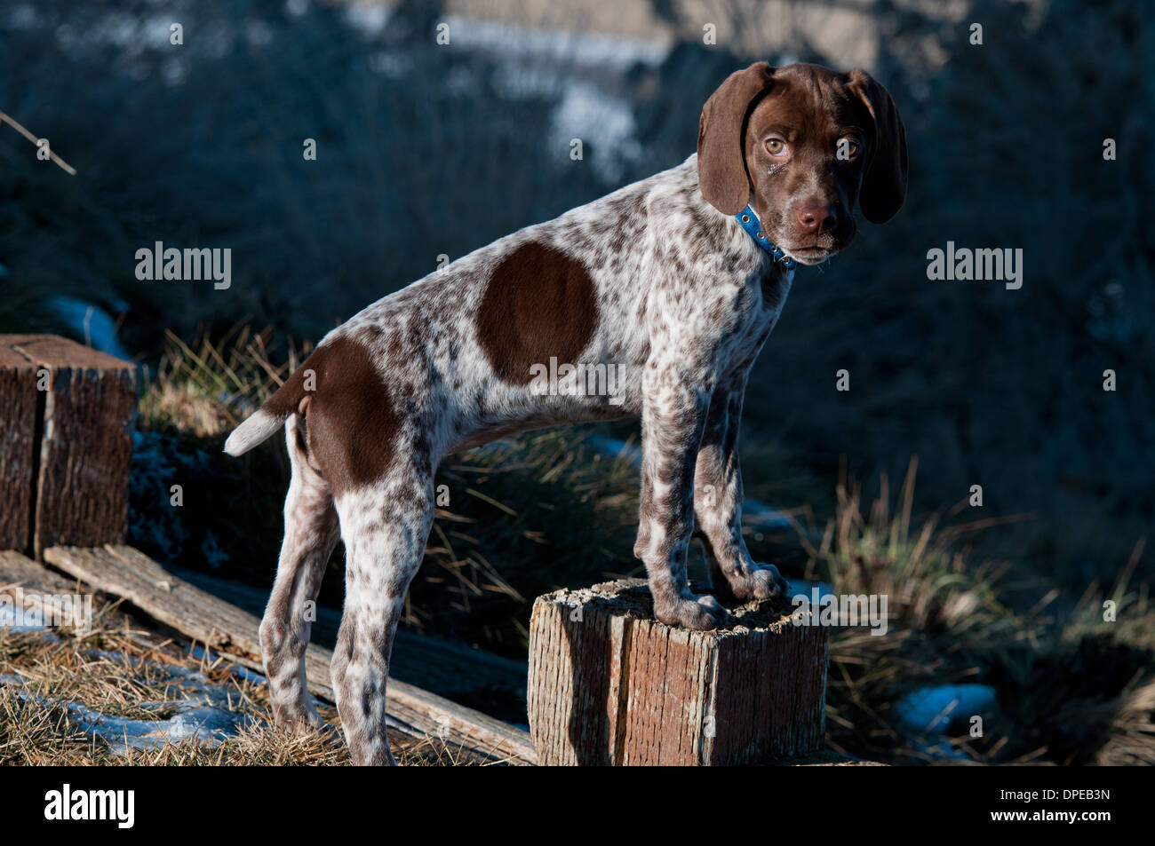 Braque Francais vier Monate alten Welpen Stockfoto