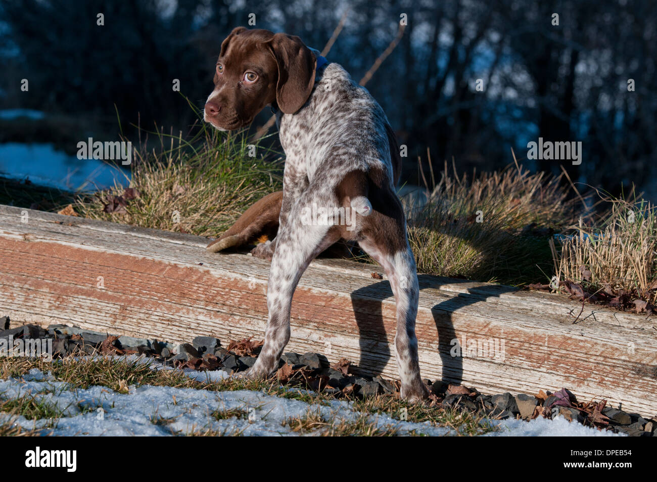 Braque Francais vier Monate alten Welpen Stockfoto