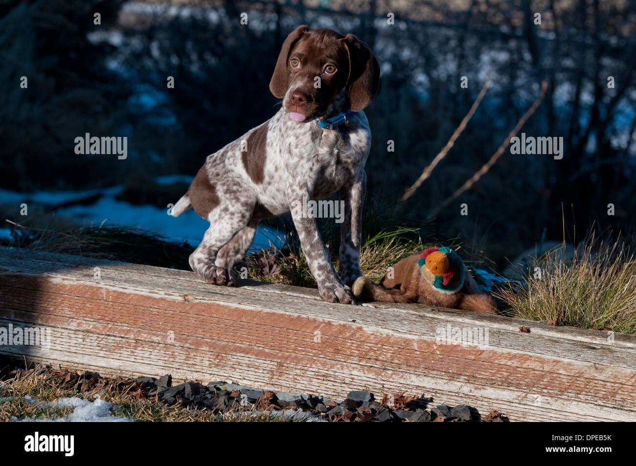 Braque Francais vier Monate alten Welpen Stockfoto