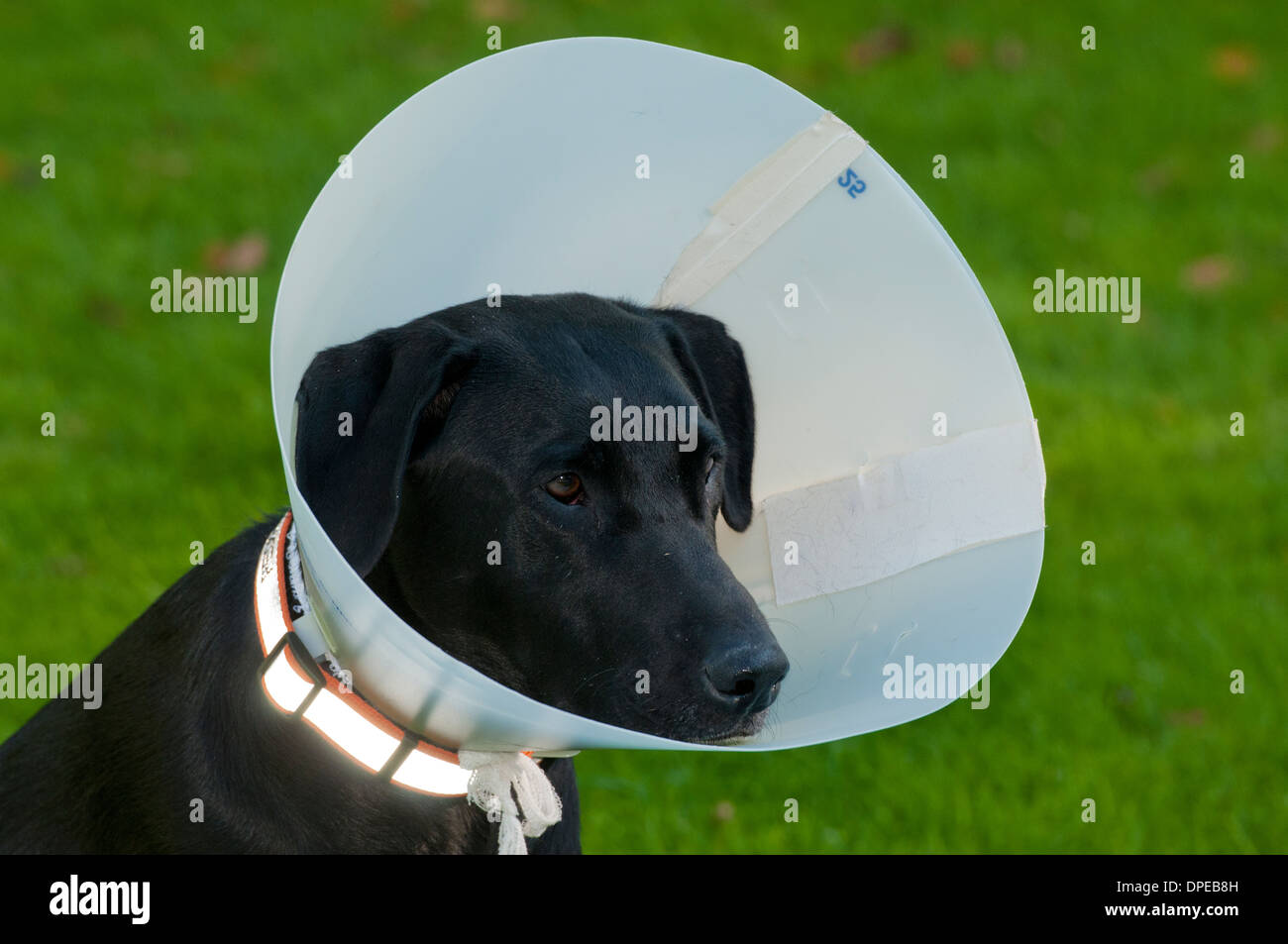 Schwarzer Labrador Retriever tragen Halskragen Stockfoto