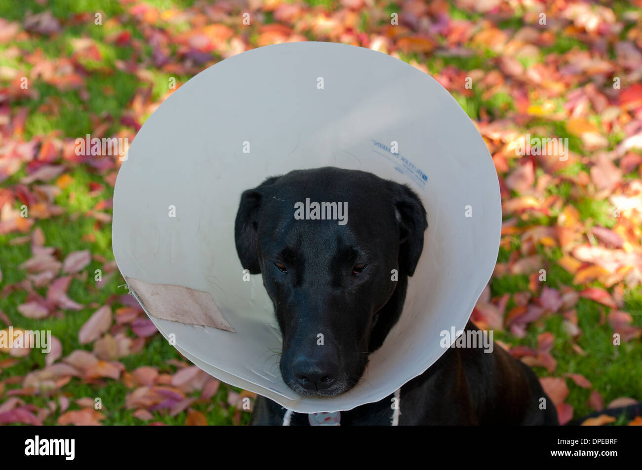 Schwarzer Labrador tragen Halskragen Stockfoto