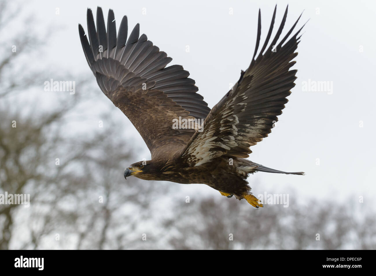 Junger Seeadler, Haliaeetus Horste, Young White tailed eagle Stockfoto