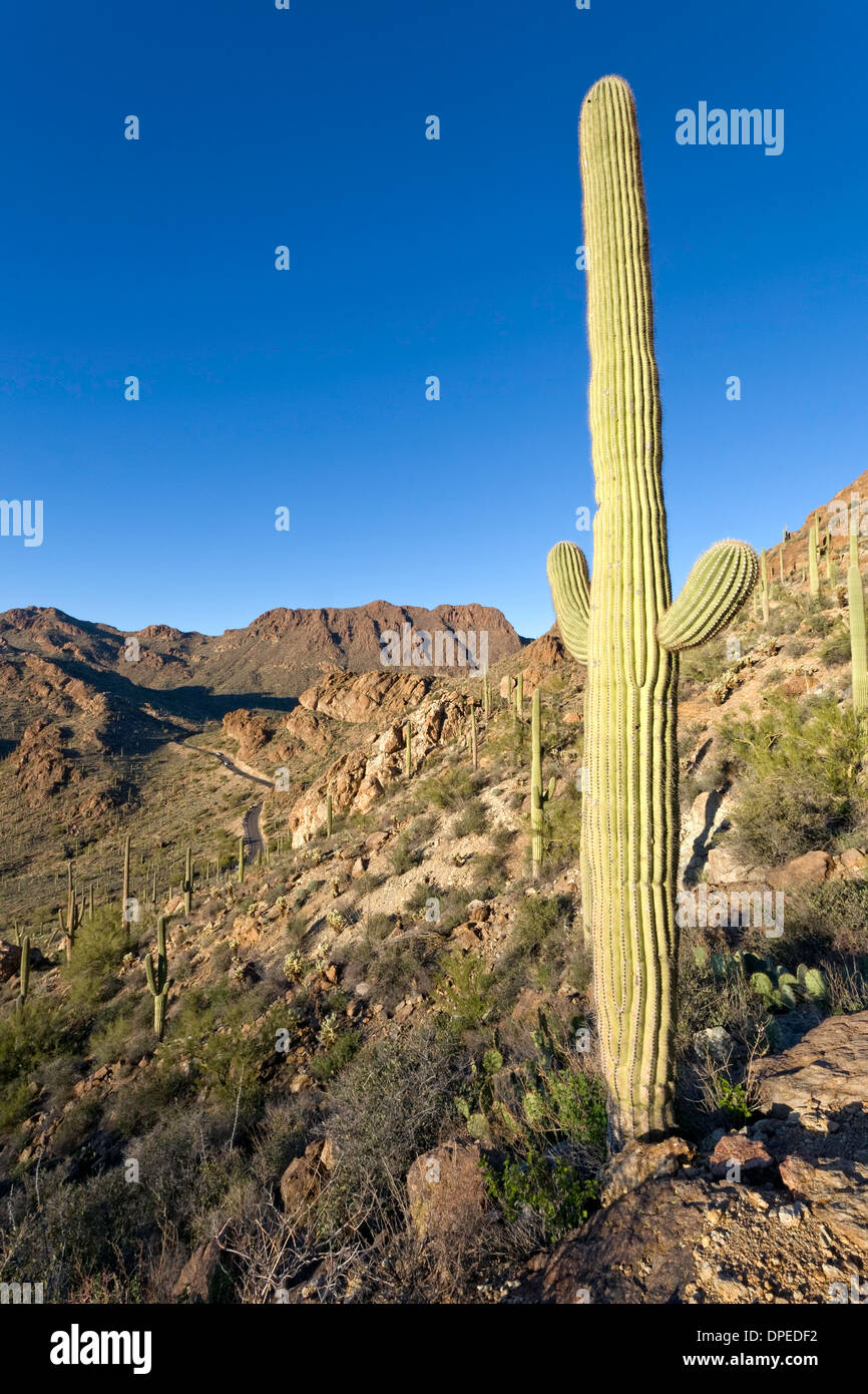 Saguaro-Kaktus am Hang mit Blick auf Gates Pass Road, Tucson Mountain Nationalpark, Tucson, Arizona Stockfoto