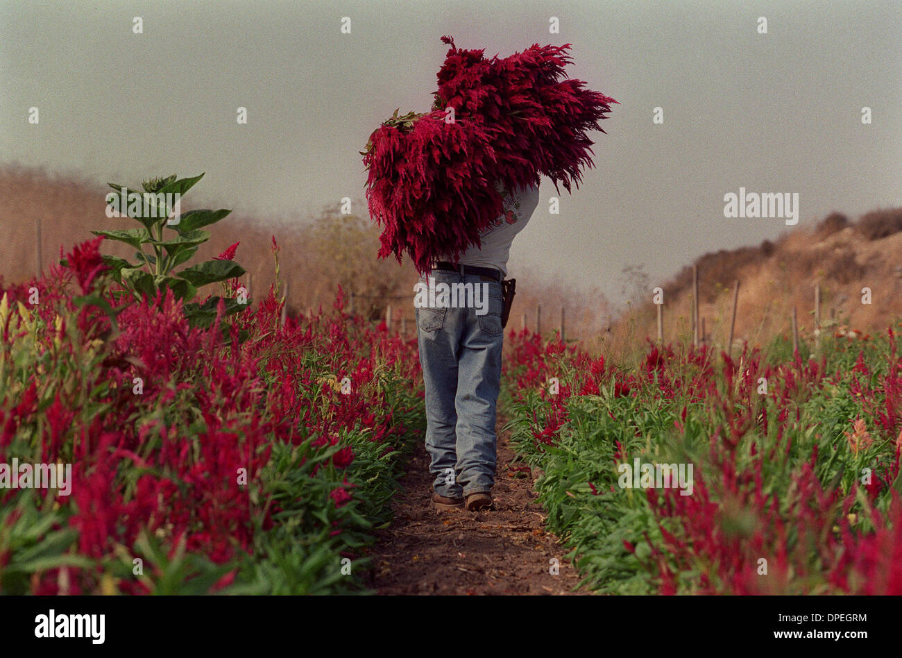 (Veröffentlichte 12.05.2005, a-12) Paulino Ruiz, Oaxaca, sammelt Blumen in einem Feld in Carlsbad. Er ist einer der vielen lokalen Wanderarbeitnehmer Amnestie gerne würde, hier dauerhaft zu arbeiten. Peggy Peattie Foto Stockfoto