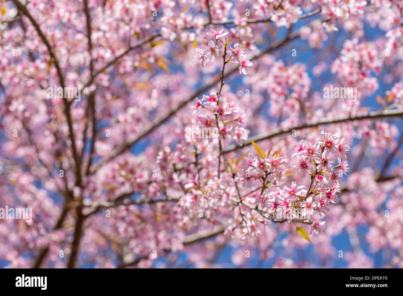 Rosa Sakura Blüte Blumen Nahaufnahme Stockfoto