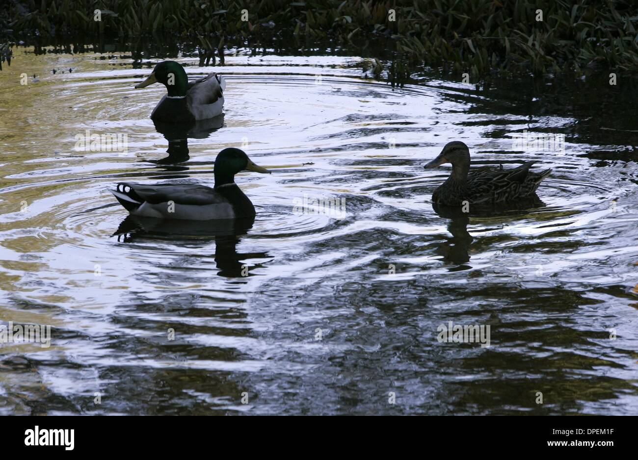 (Neu veröffentlichte 06.08.2005, NI-4)  (Veröffentlichte 02/12/200, NC-13; NI-14) Enten schwimmen in der Bucht vor dem alten Ranch-Haus auf Daley Ranch am Nachmittag.  U/T Foto CHARLIE NEUMAN Stockfoto
