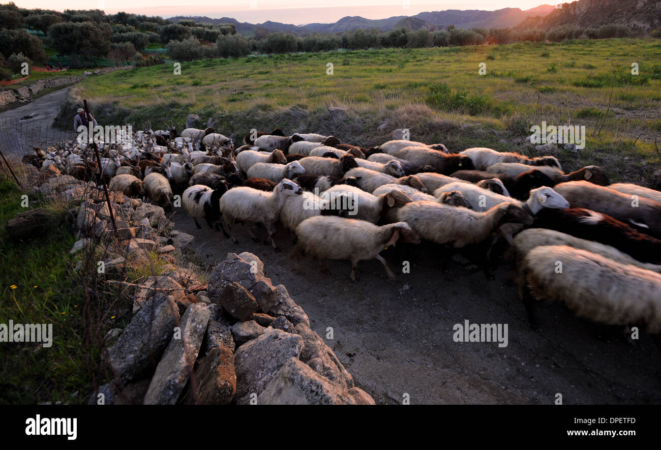 Schafe und Ziegen, die Rückkehr von Landschaft in der Abenddämmerung in Italien, Kalabrien Stockfoto