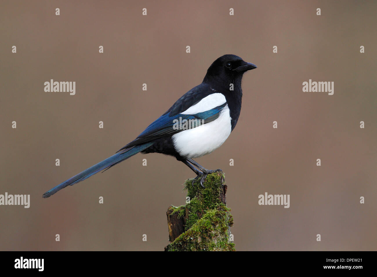 Elster (Pica Pica) sitzen auf bemoosten Baumstumpf, North Rhine-Westphalia, Deutschland Stockfoto