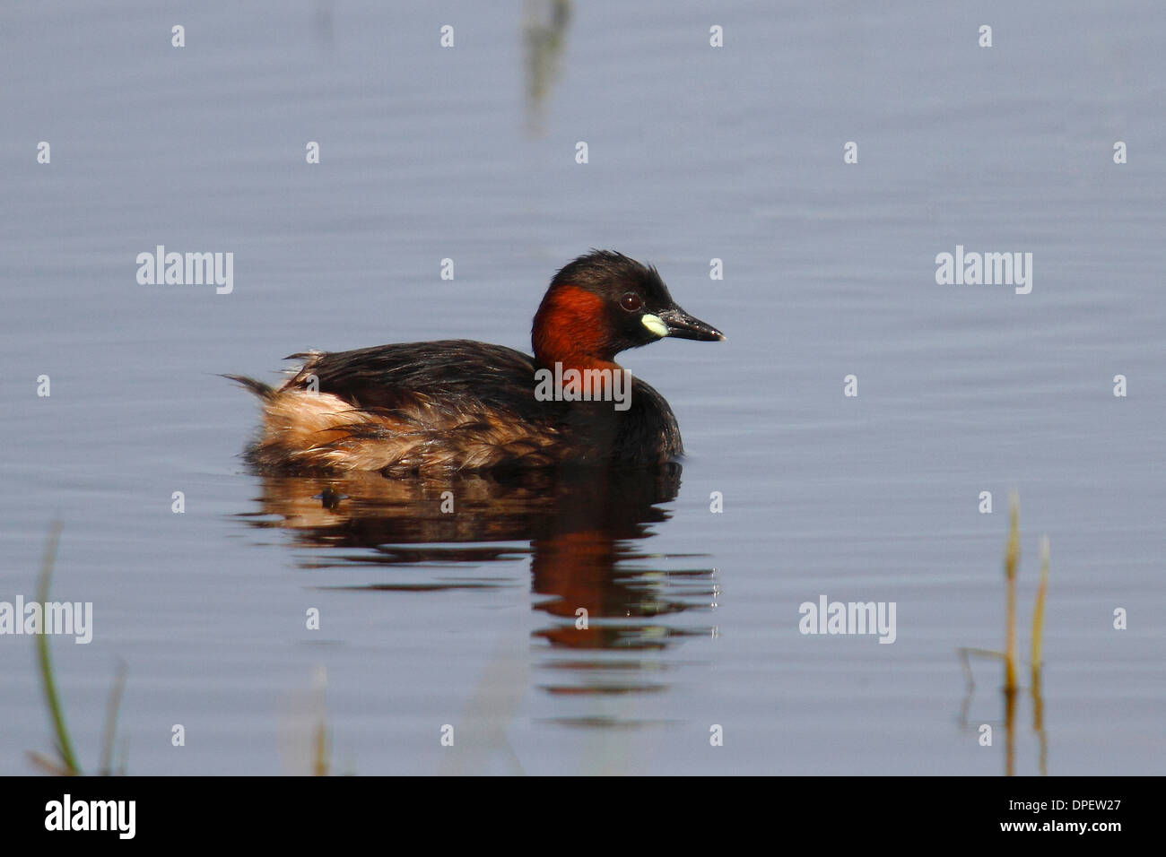 Zwergtaucher (Tachybaptus Ruficollis) auf dem Wasser, Burgenland, Österreich Stockfoto