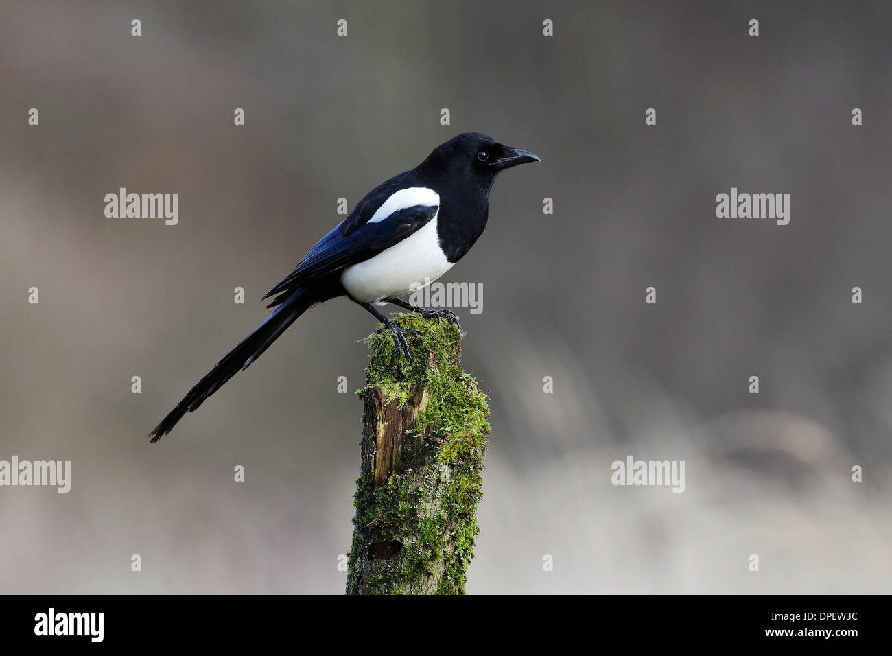 Elster (Pica Pica) sitzen auf bemoosten Baumstumpf, North Rhine-Westphalia, Deutschland Stockfoto