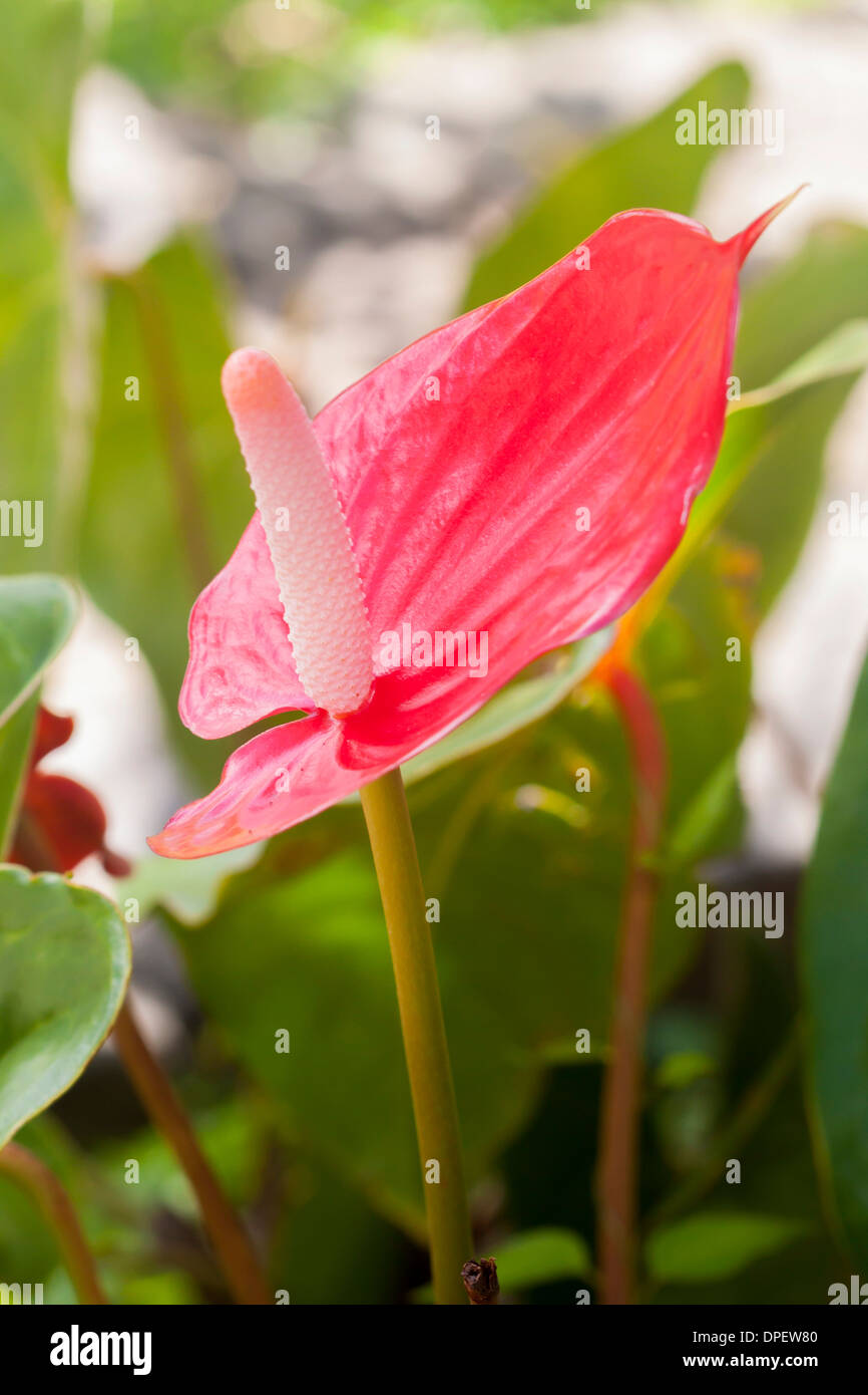 Anthurium Blumen (Anthurium) Stockfoto