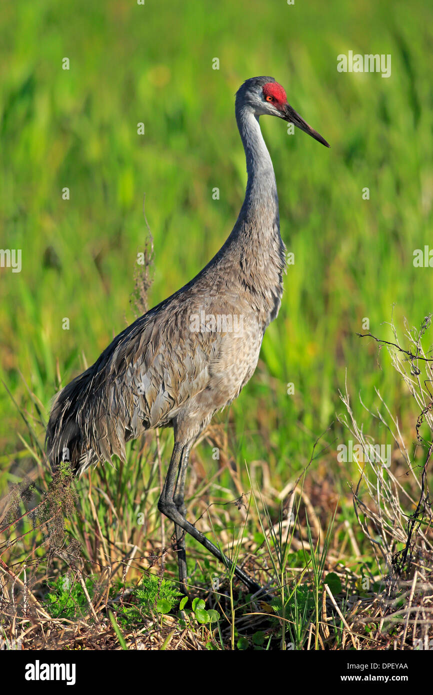 Sandhill Kran (Grus Canadensis), Erwachsene, Viera Feuchtgebiete, Brevard County, Florida, Vereinigte Staaten von Amerika Stockfoto