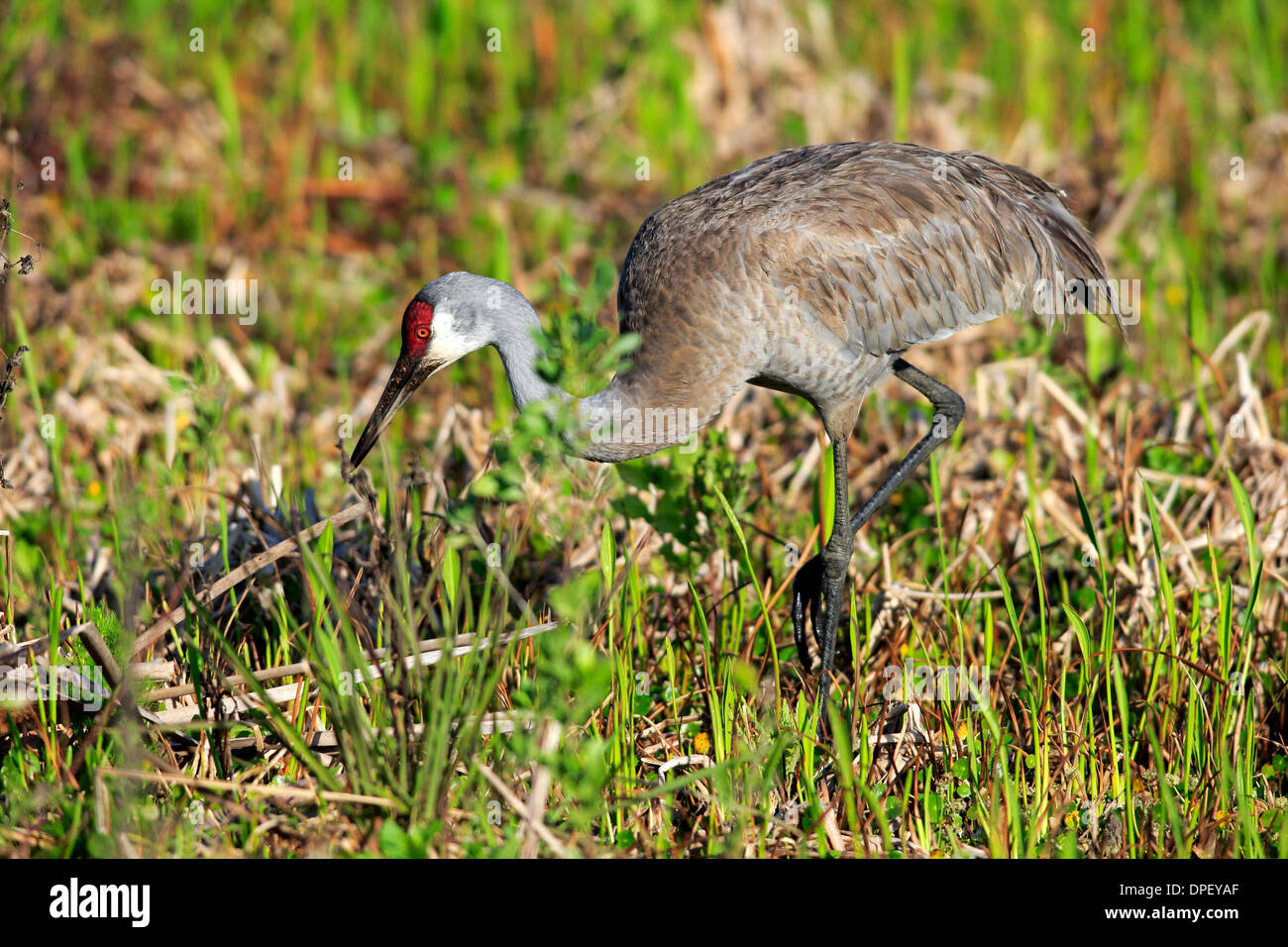 Sandhill Kran (Grus Canadensis) Erwachsenen, Nahrungssuche, Viera Feuchtgebiete, Brevard County, Florida, Vereinigte Staaten Stockfoto