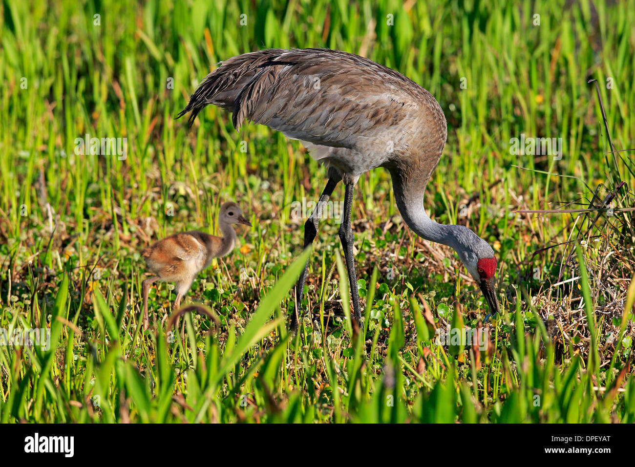 Sandhill Kran (Grus Canadensis) mit jungen, Viera Feuchtgebiete, Brevard County, Florida, Vereinigte Staaten von Amerika Stockfoto