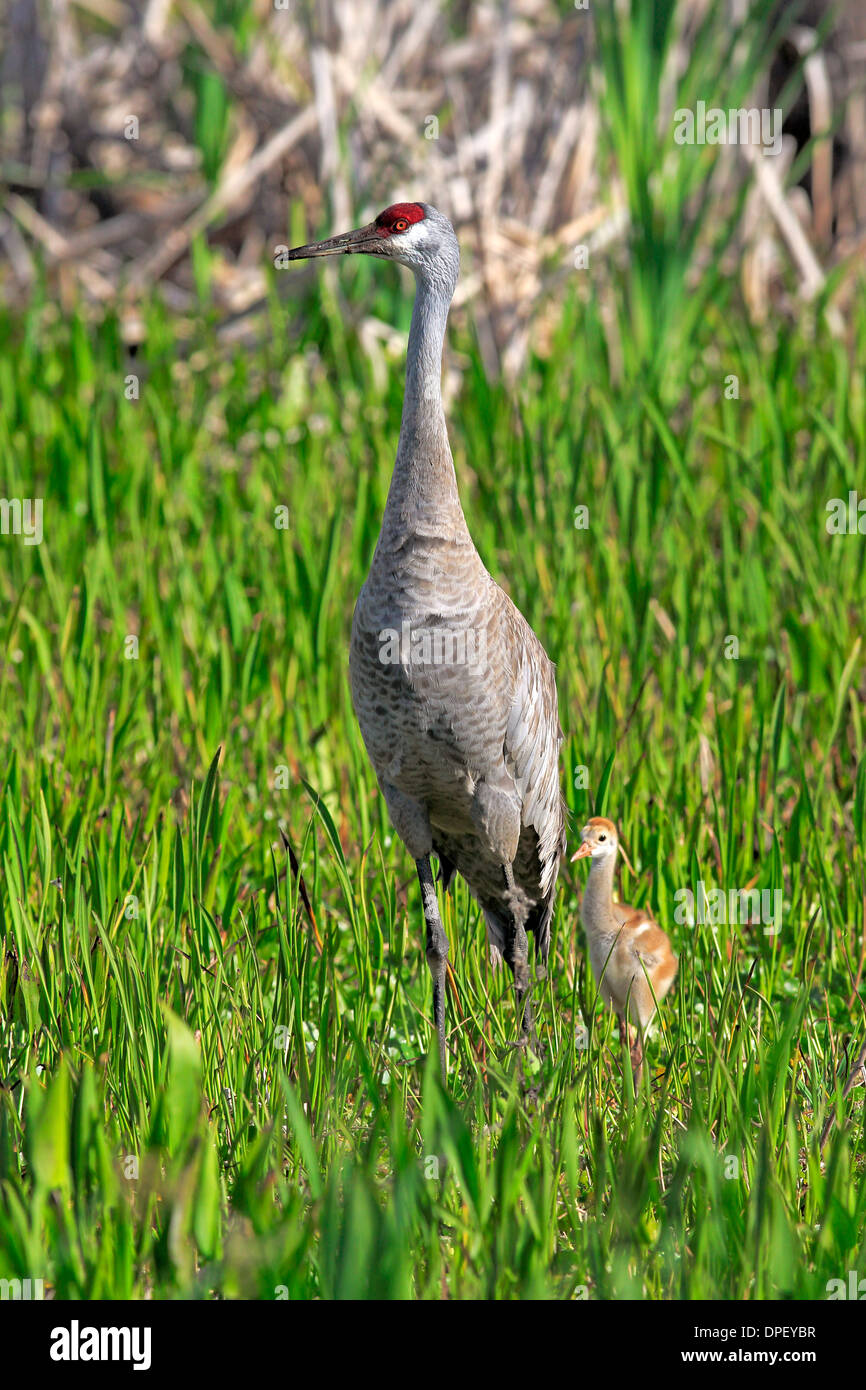 Sandhill Kran (Grus Canadensis) mit jungen, Viera Feuchtgebiete, Brevard County, Florida, Vereinigte Staaten von Amerika Stockfoto