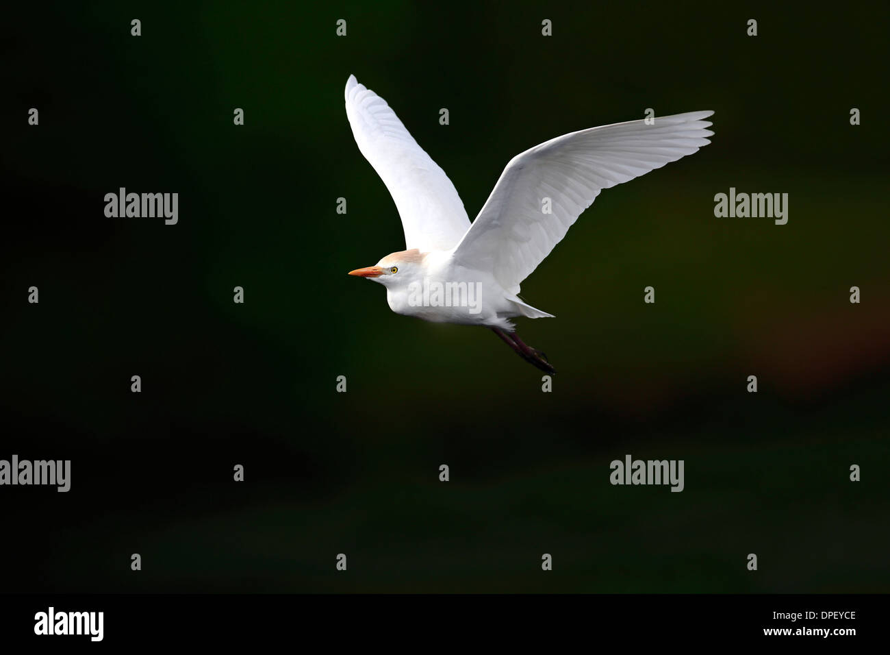 Kuhreiher (Bubulcus Ibis), Erwachsene, fliegen, Venedig Rookery, Florida, USA Stockfoto