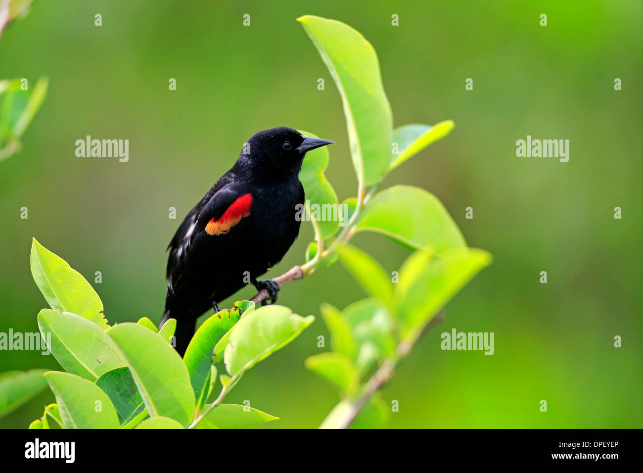 Rotschulterstärling (Agelaius Phoeniceus), Erwachsene, Männlich, auf Barsch, Wakodahatchee Feuchtgebiete, Delray Beach, Florida, USA Stockfoto