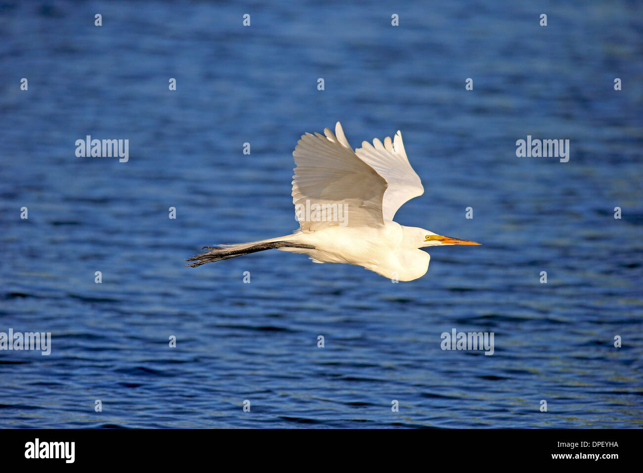Silberreiher (Ardea Alba), Venedig Rookery Erwachsenen fliegen, Venedig Rookery, Florida, USA Stockfoto