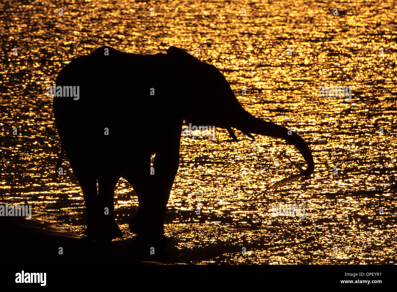 Afrikanischer Bush Elefant (Loxodonta Africana), Kontur, Chobe Waterfront, Chobe Nationalpark, Botswana Stockfoto