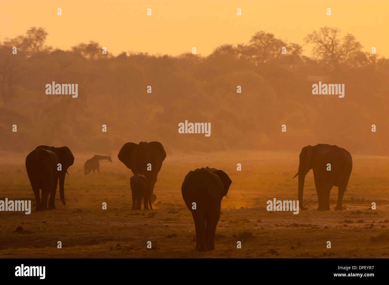 Afrikanischen Bush Elefanten (Loxodonta Africana), Chobe Waterfront, Chobe Nationalpark, Botswana Stockfoto