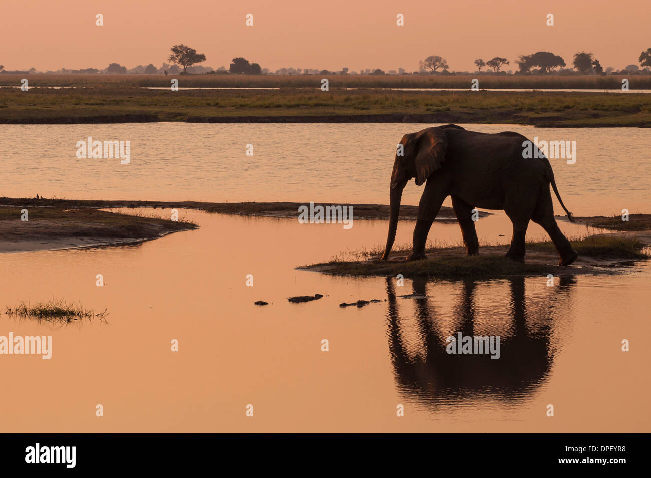 Afrikanischer Bush Elefant (Loxodonta Africana), Chobe Waterfront, Chobe Nationalpark, Botswana Stockfoto