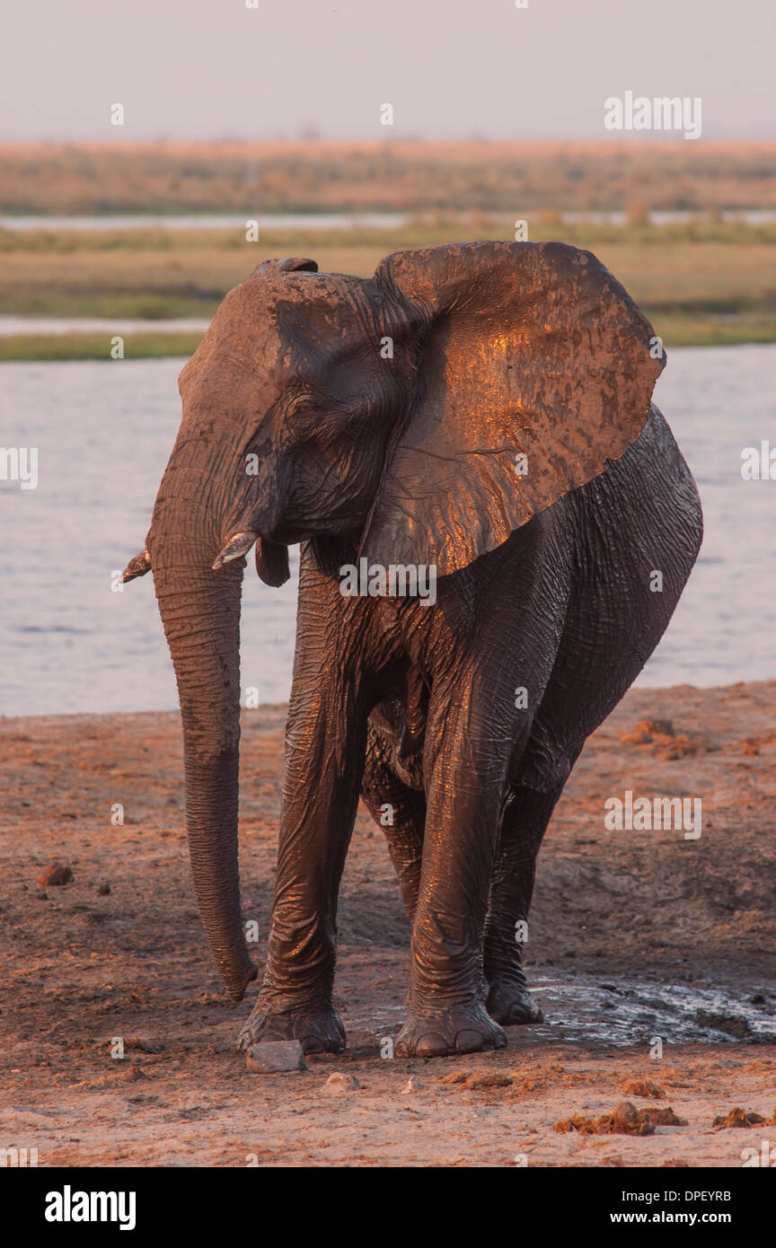 Afrikanischer Bush Elefant (Loxodonta Africana), Chobe Waterfront, Chobe Nationalpark, Botswana Stockfoto