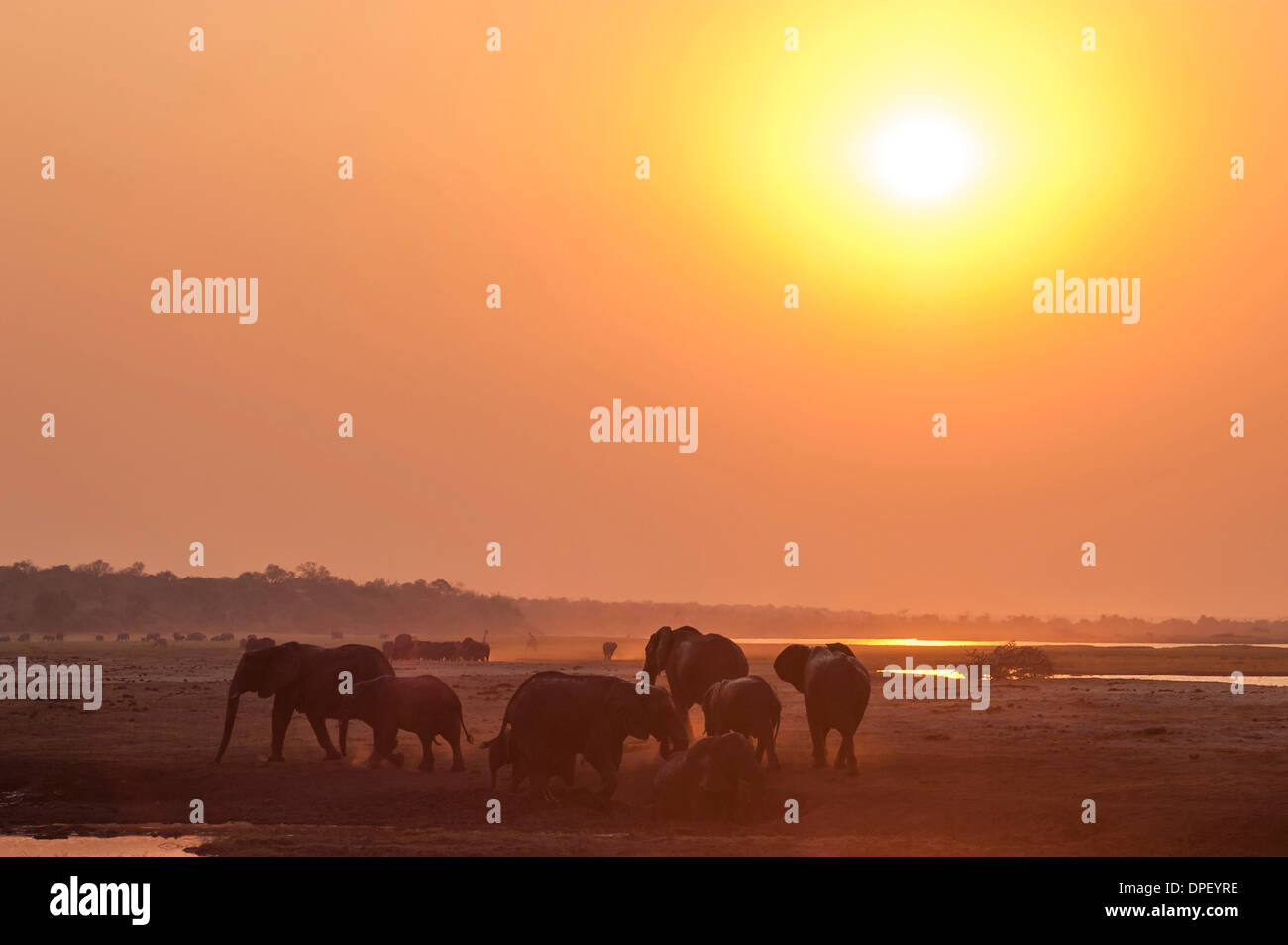 Afrikanischen Bush Elefanten (Loxodonta Africana), Chobe Waterfront, Chobe Nationalpark, Botswana Stockfoto