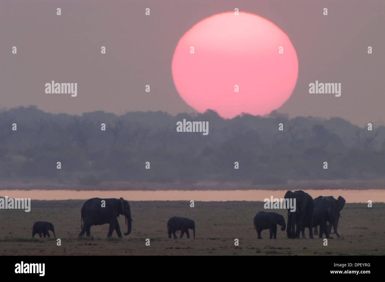 Afrikanischen Bush Elefanten (Loxodonta Africana), Chobe Waterfront, Chobe Nationalpark, Botswana Stockfoto