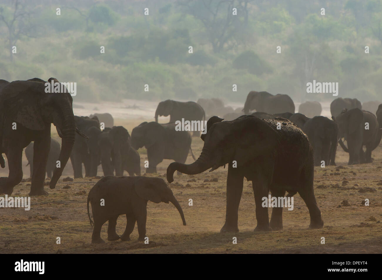 Afrikanischen Bush Elefanten (Loxodonta Africana), Chobe Waterfront, Chobe Nationalpark, Botswana Stockfoto