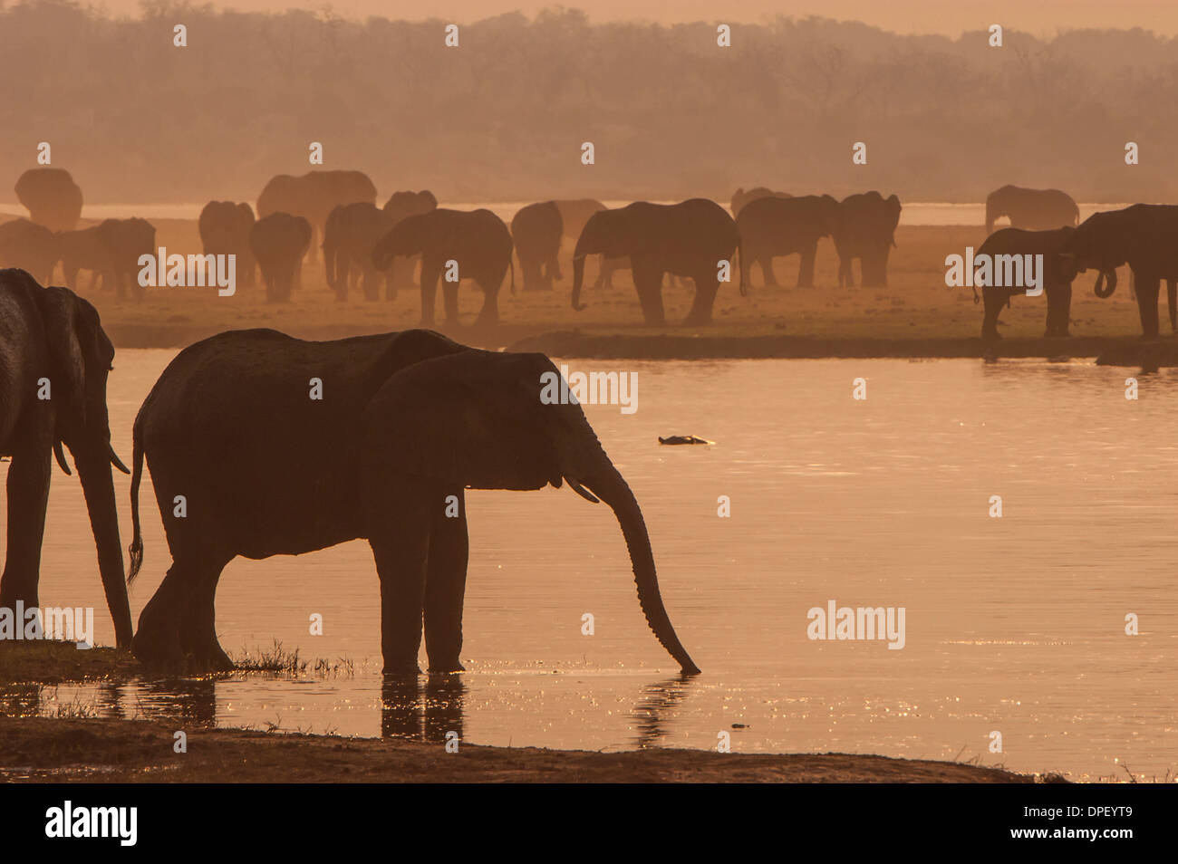 Afrikanischen Bush Elefanten (Loxodonta Africana), Chobe Waterfront, Chobe Nationalpark, Botswana Stockfoto