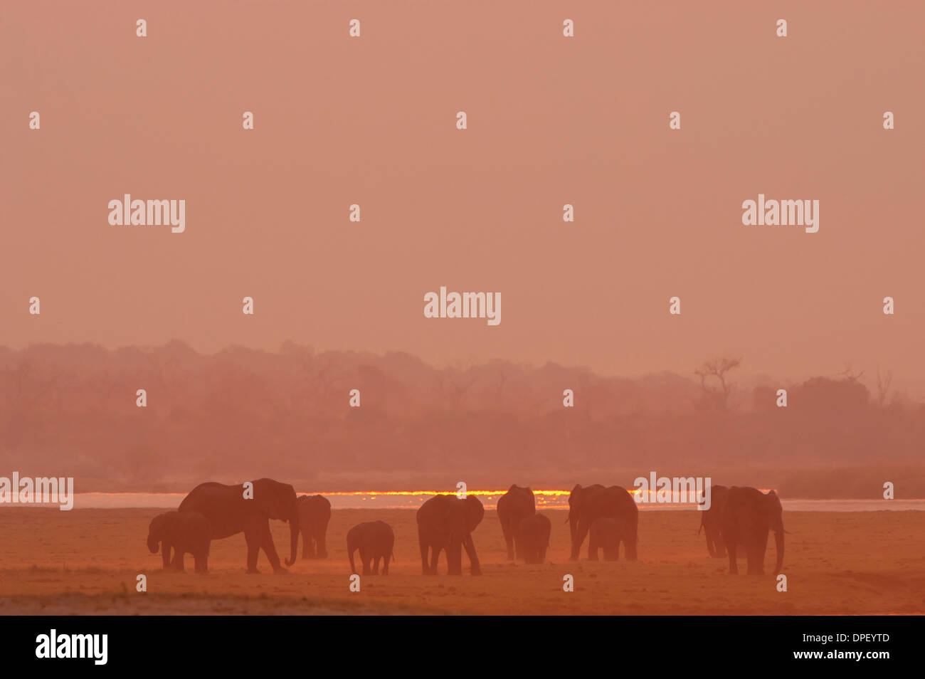 Afrikanischen Bush Elefanten (Loxodonta Africana), Chobe Waterfront, Chobe Nationalpark, Botswana Stockfoto