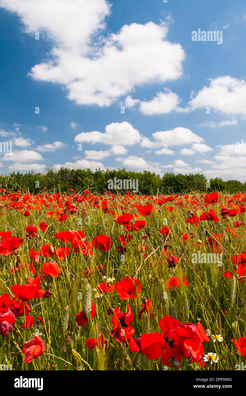 Ein Feld von Mohn, Languedoc-Roussillon, Frankreich Stockfoto