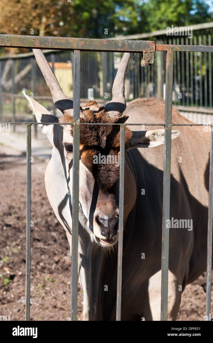 Kaliningrader Gebiet. Russland. Afrikanische Antilopen in einem Zoo. Gitter. Stockfoto