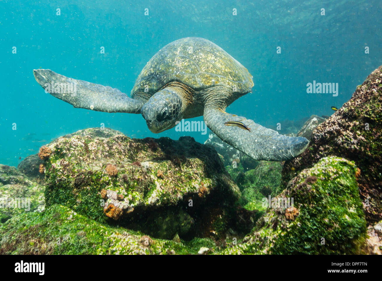 Erwachsenen grüne Meeresschildkröte (Chelonia Mydas) unter Wasser in der Nähe von Insel Rabida, Galapagos-Inseln, Ecuador, Südamerika Stockfoto