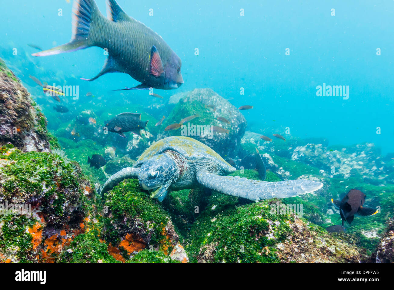 Erwachsenen grüne Meeresschildkröte (Chelonia Mydas) Fütterung unter Wasser in der Nähe von Isabela Island, Galapagos-Inseln, Ecuador, Südamerika Stockfoto
