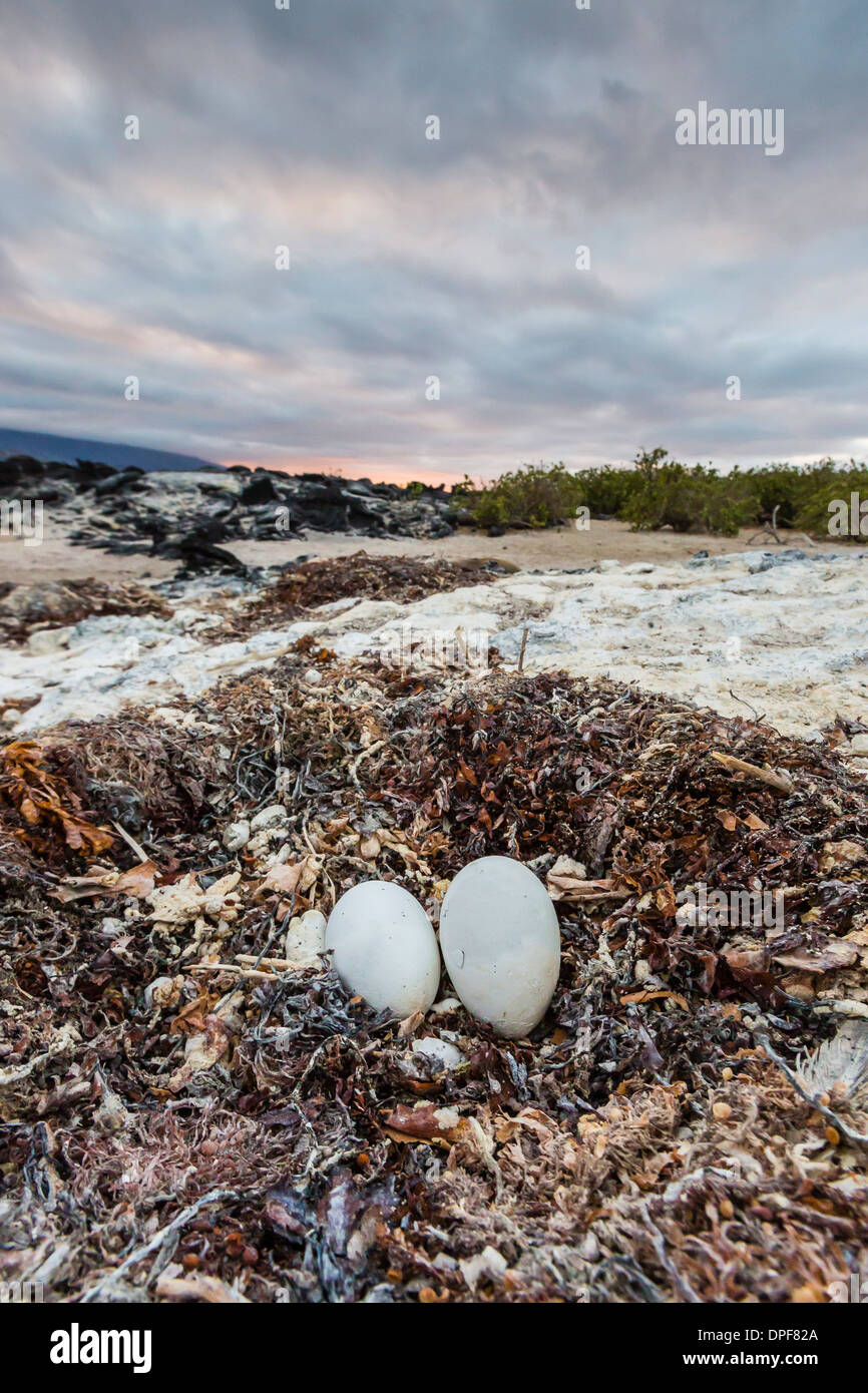 Flugunfähige Kormorane Nest (Phalacrocorax Harrisi), Fernandina Insel, Galapagos-Inseln, UNESCO World Heritage Site, Ecuador Stockfoto