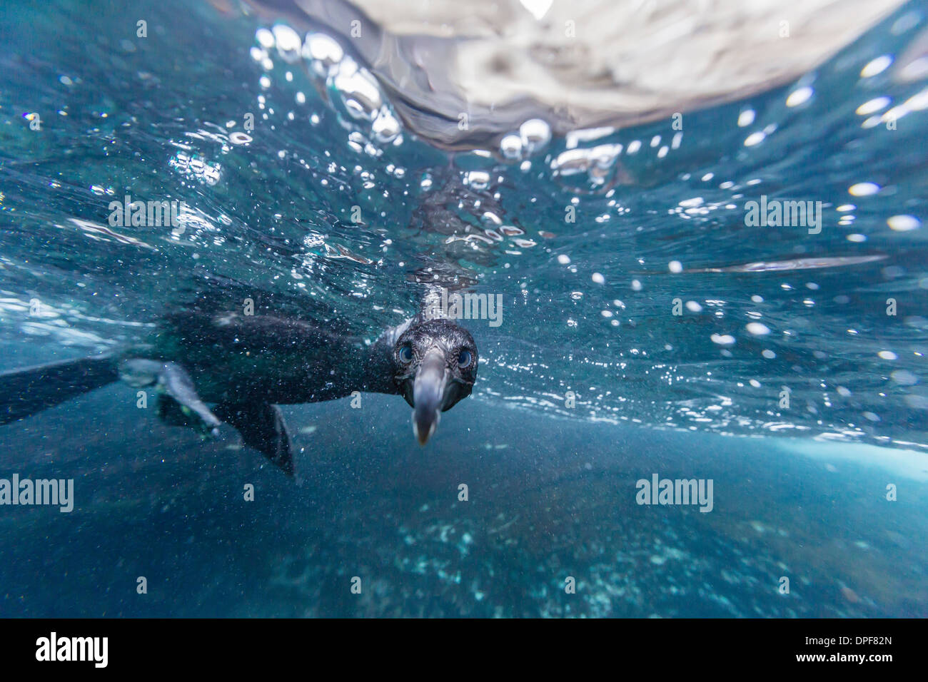 Neugierig flugunfähige Kormorane (Phalacrocorax Harrisi) Unterwasser am Tagus Cove, Insel Isabela, Galapagos-Inseln, Ecuador Stockfoto