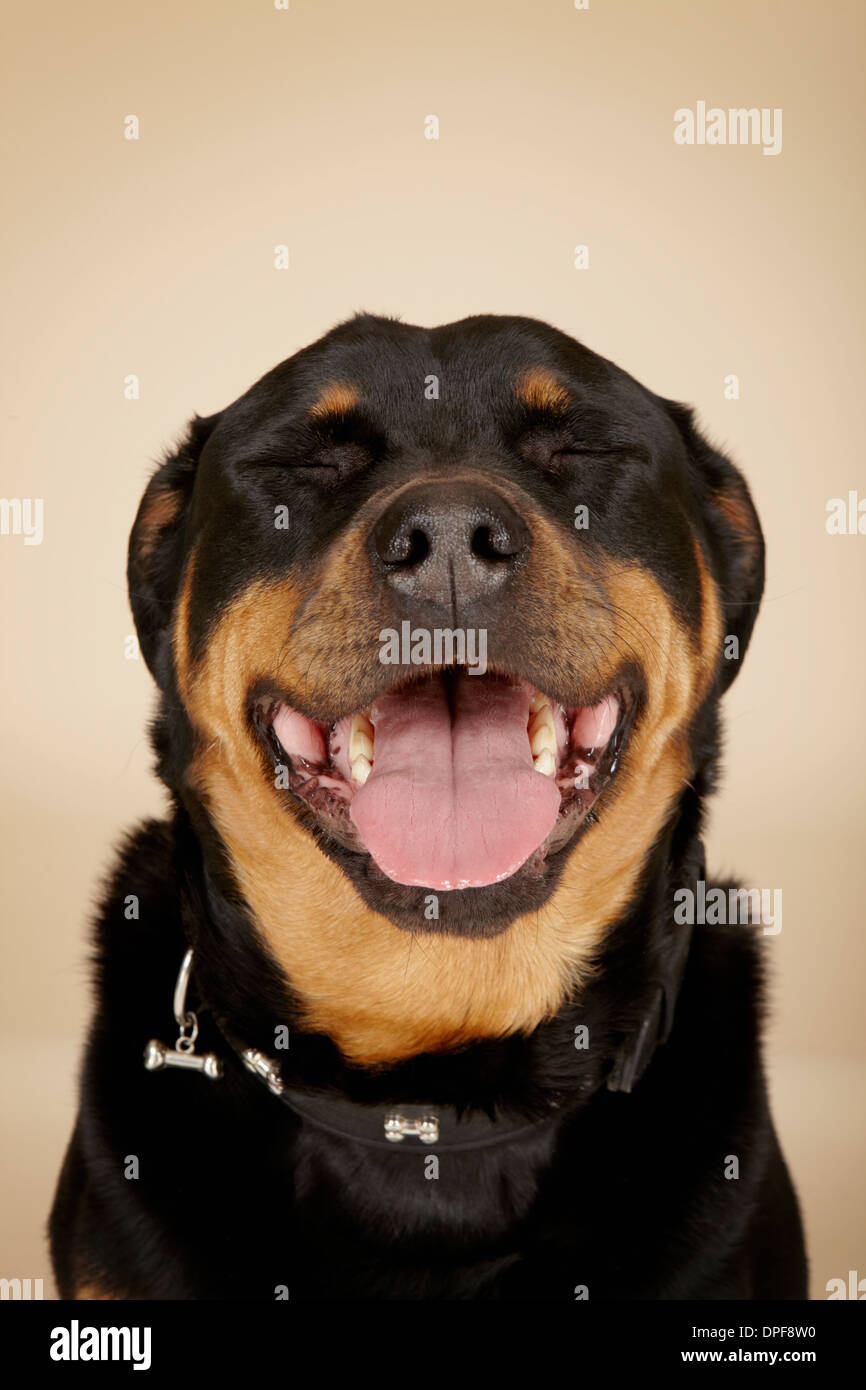 Nahaufnahme Studioportrait von Rottweiler Hund mit geschlossenen Augen Stockfoto