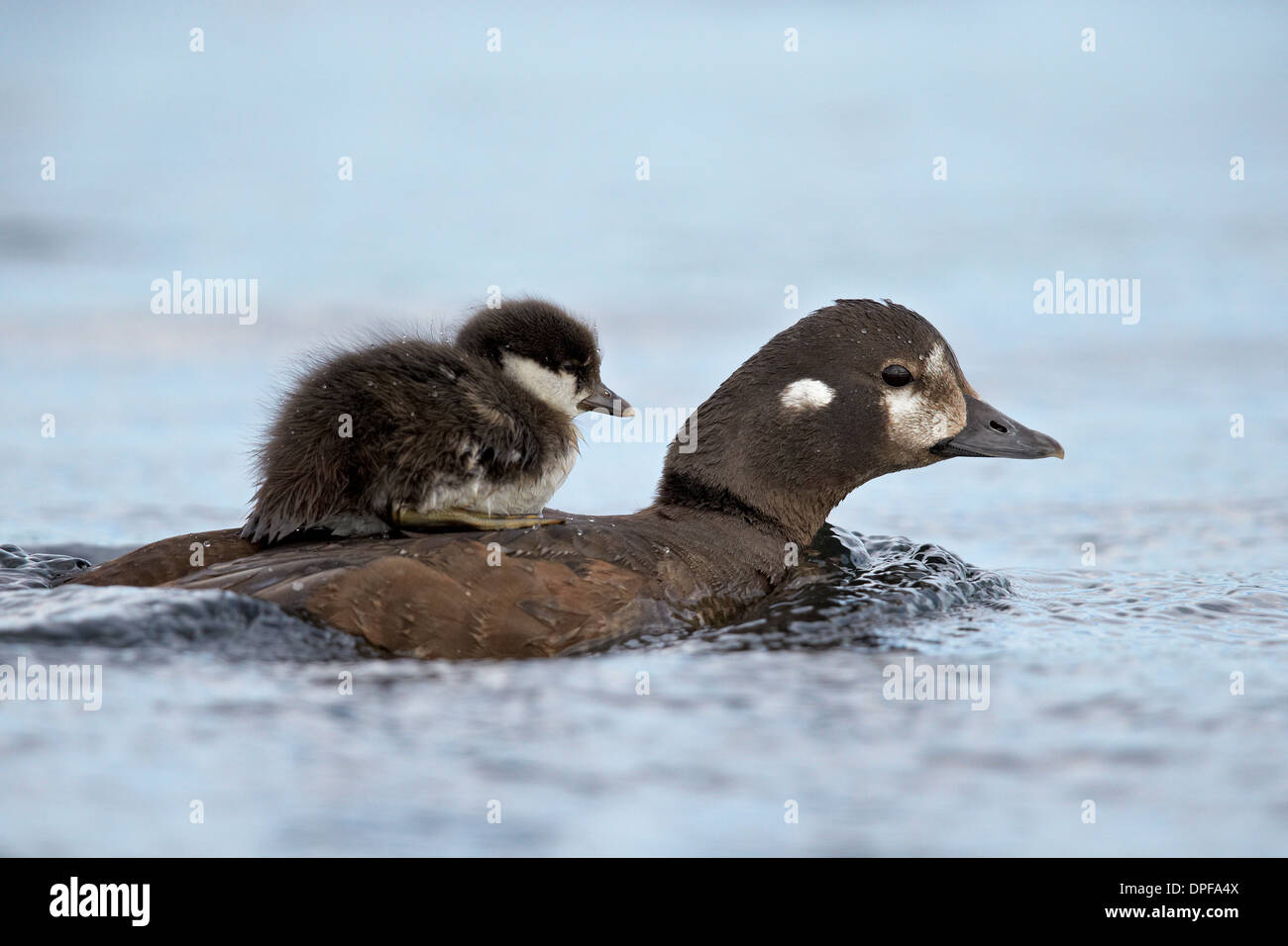 Harlekin-Ente (Histrionicus Histrionicus) Entlein Reiten auf seiner Mutter zurück, See Myvatn, Island, Polarregionen Stockfoto